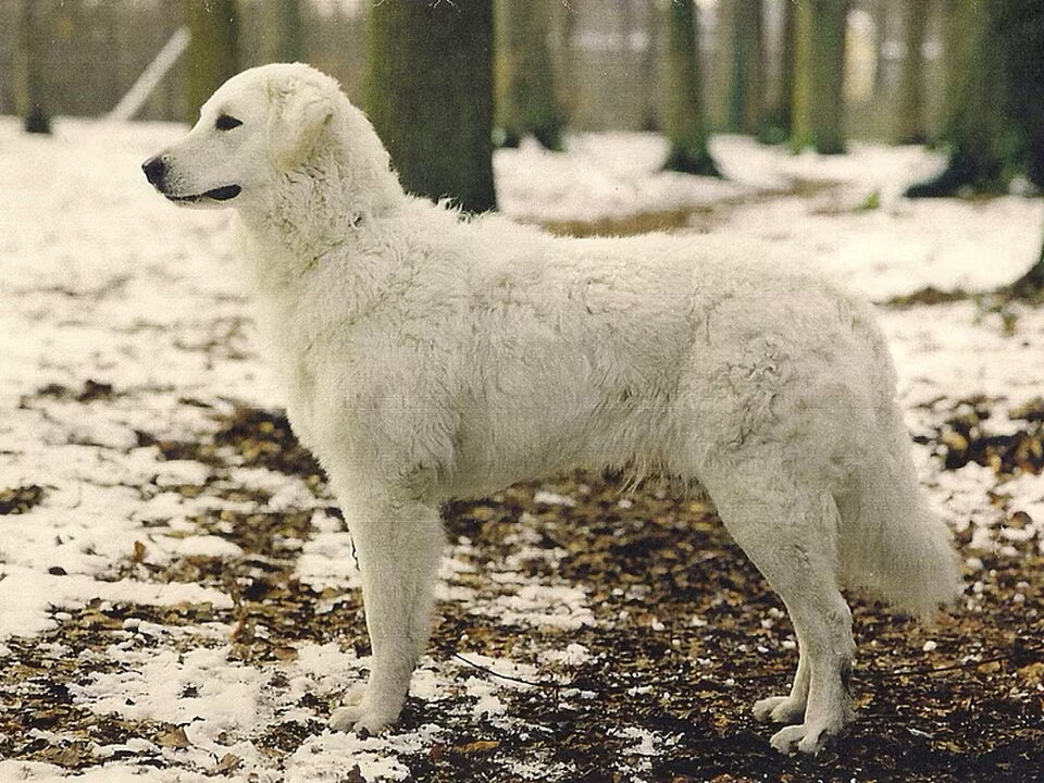 Kuvasz