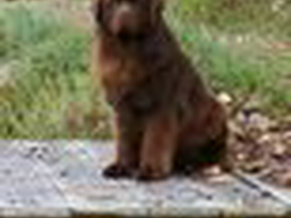 Foto van kennel Procyon l'etoile du lac