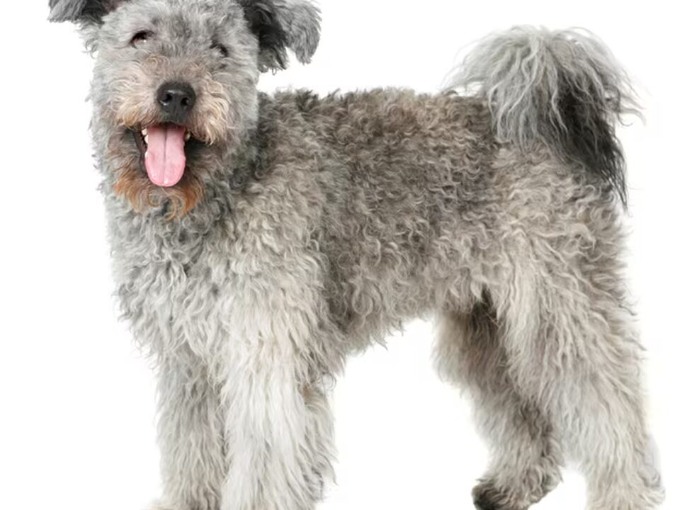 Pumi
