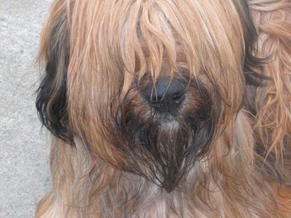 Briard