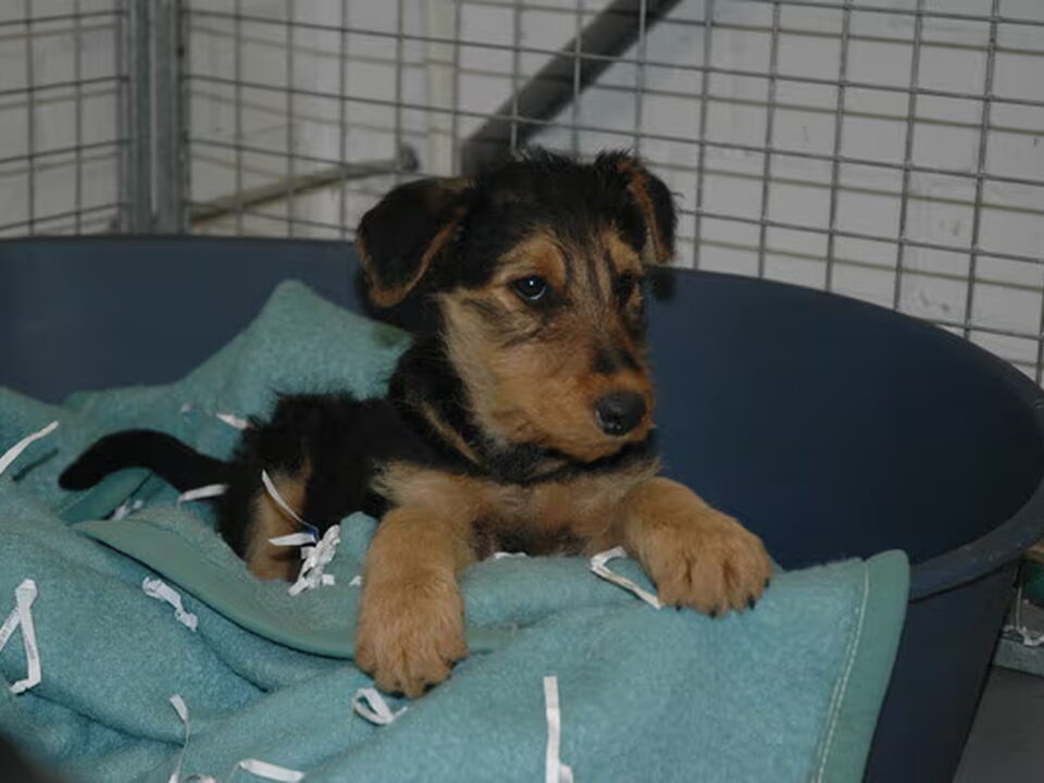 Foto van Airedalekennel of Lara's Lords and Ladies