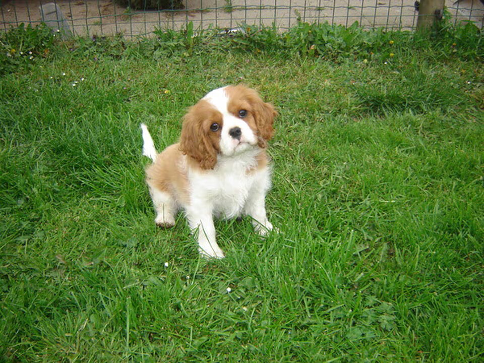 Foto van van Ruco Sunshine