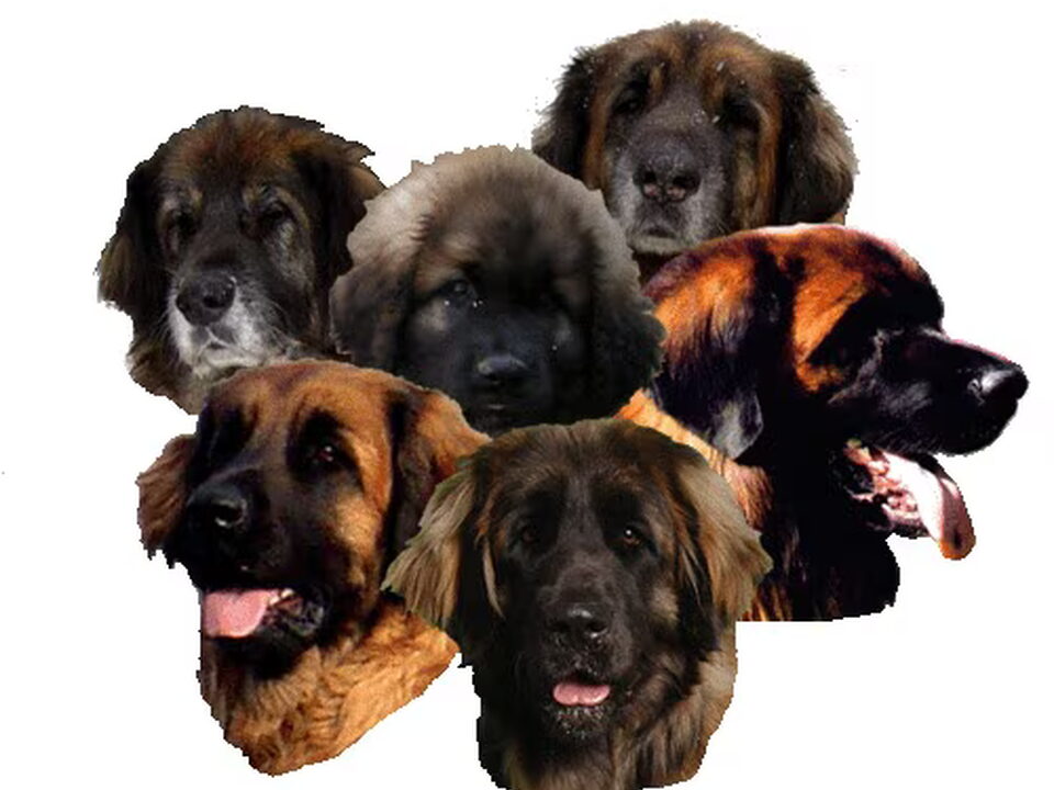Foto van Leonberger kennel of Usquebaugh