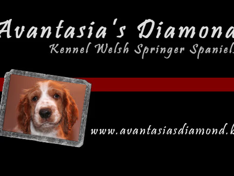 Foto van Avantasia's Diamond