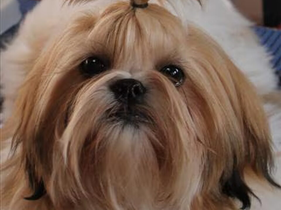Foto van "Gremley's Home Shih Tzu"