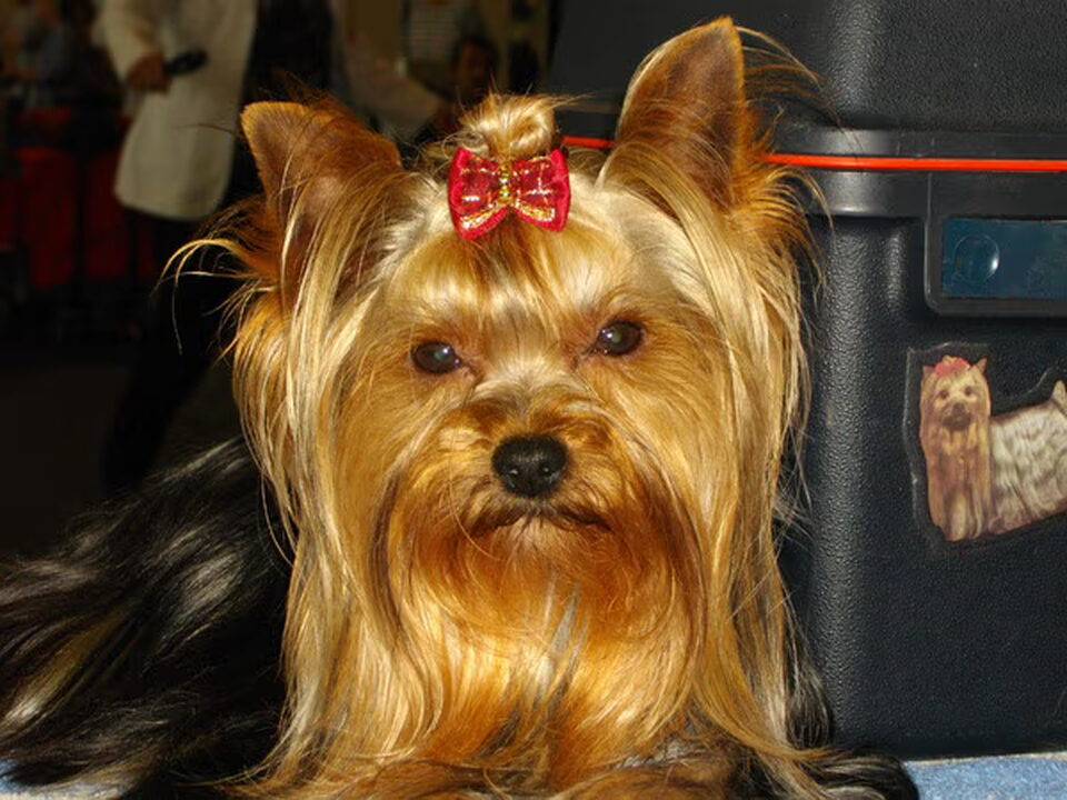 Foto van Yorkshire Terrier kennel " My Precious Blue Stars".