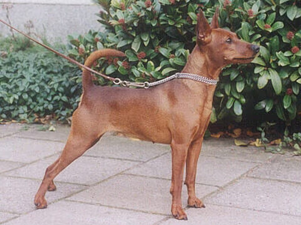 Foto van kennel "v Majori's Donk"