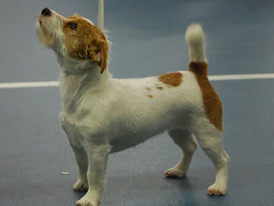 Foto van Jack Russell Terrier Kennel Van Berkeloord