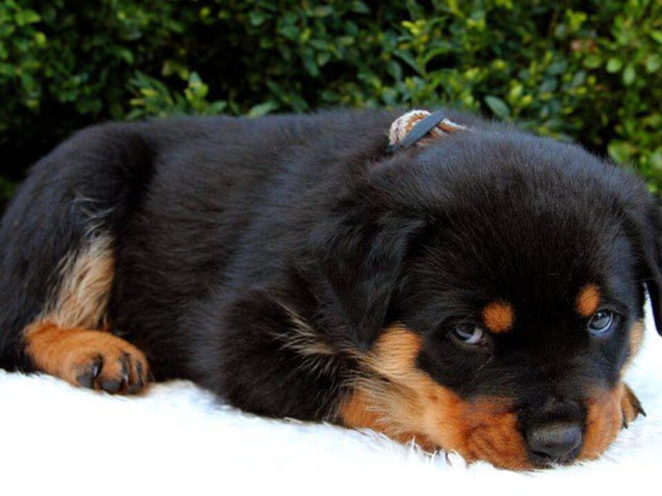 Foto van Rottweilerkennel van de Wodanahoeve