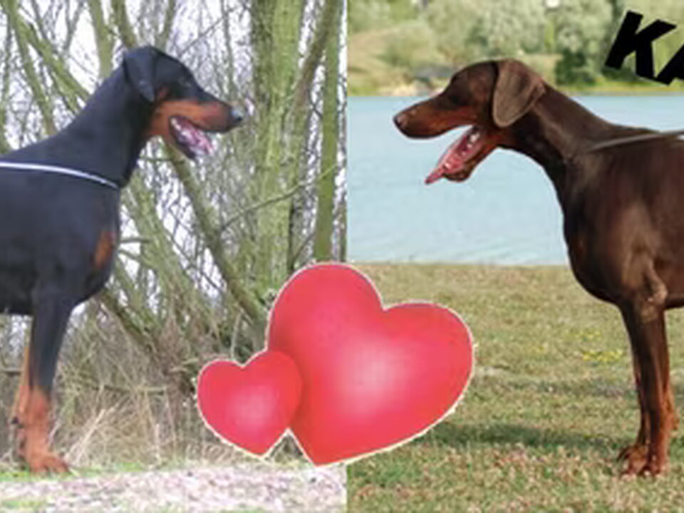 Foto van Delle Due Donne