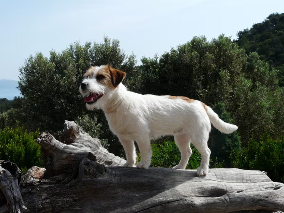 Foto van Baci, JRT kennel van 't