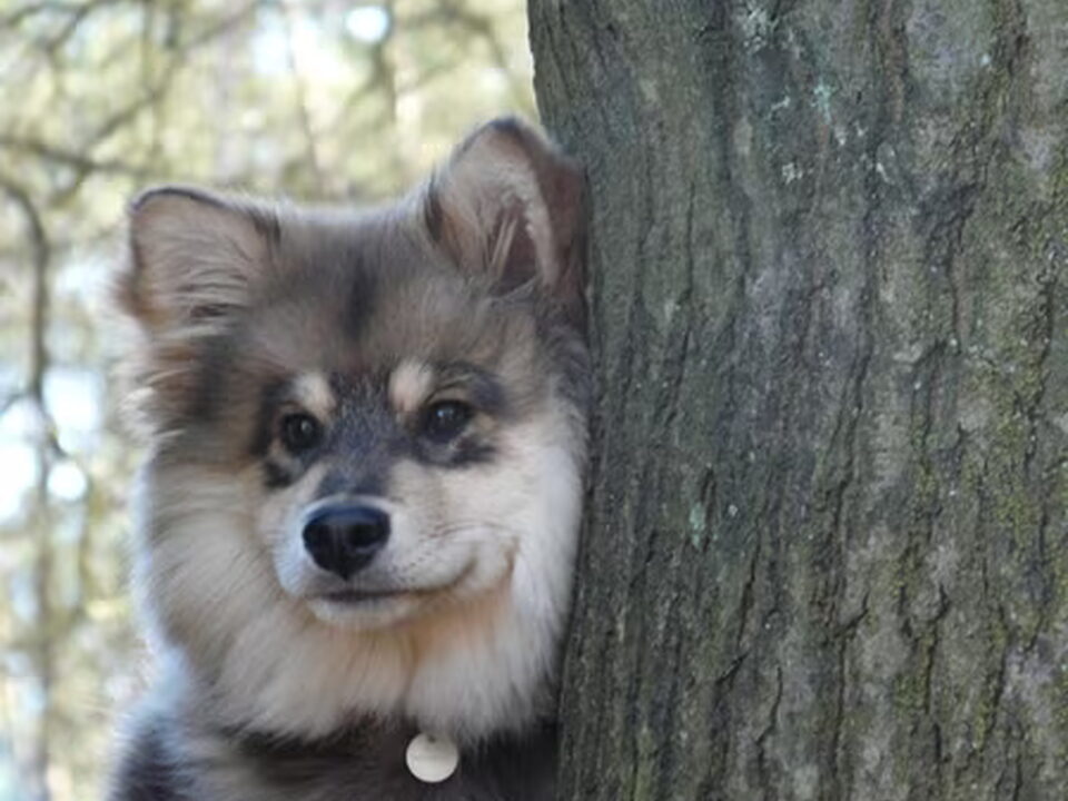 Foto van Kennel Karpalosadun