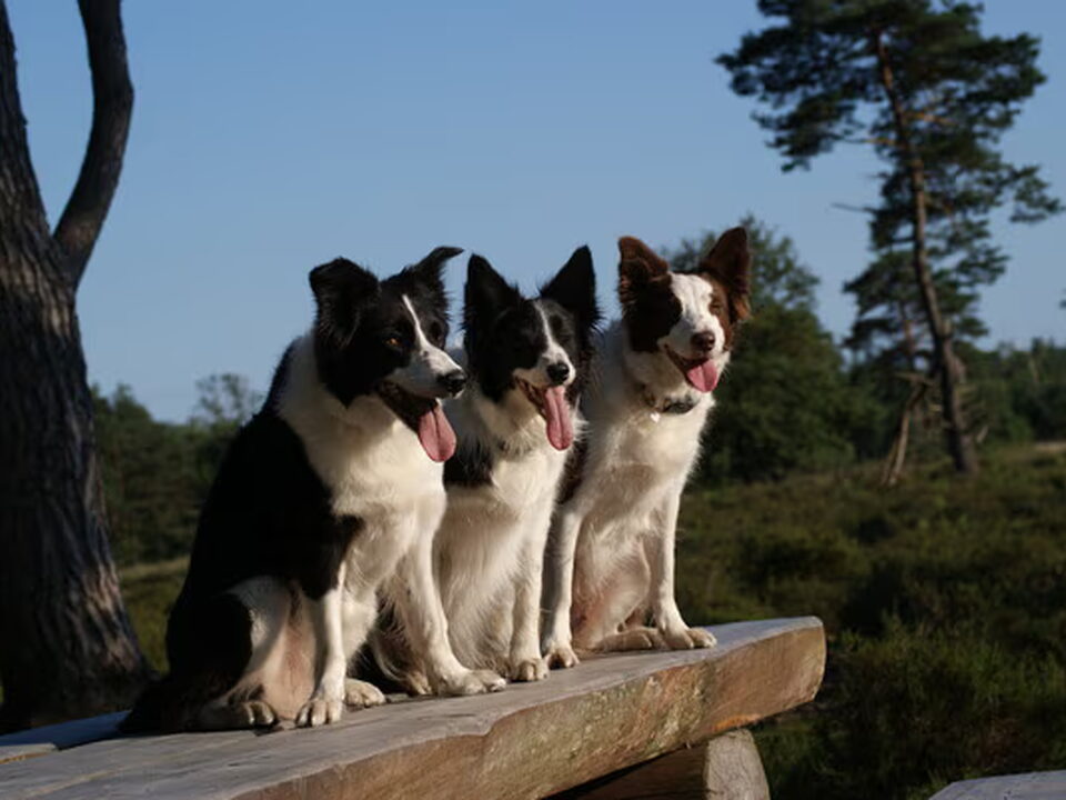 Foto van Eye of O`Shaydee Border-Collies