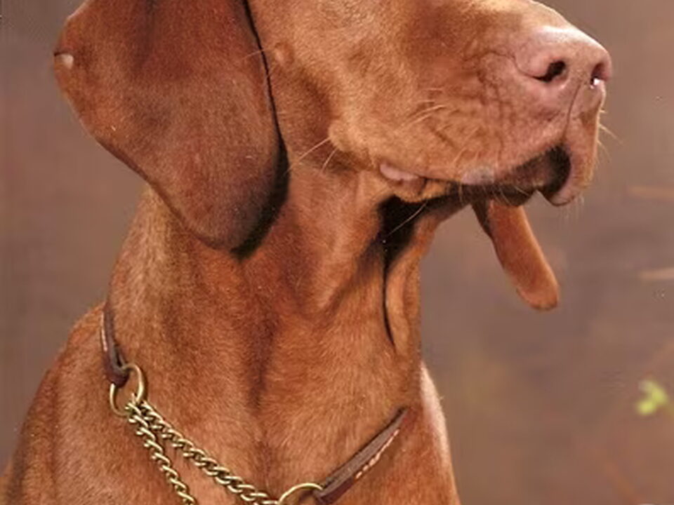 Foto van Kortharige Vizsla Kennel: Mindenki Baratja