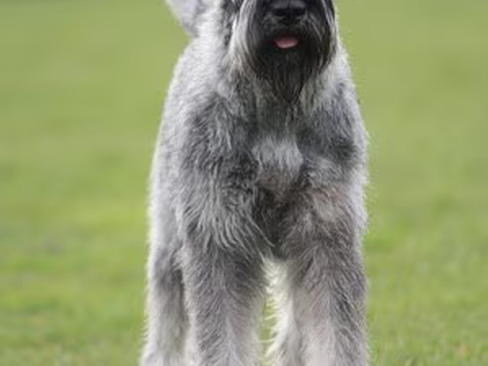 Foto van peper en zout Riesenschnauzerkennel van de Telgthoeve, Trea Kroeske