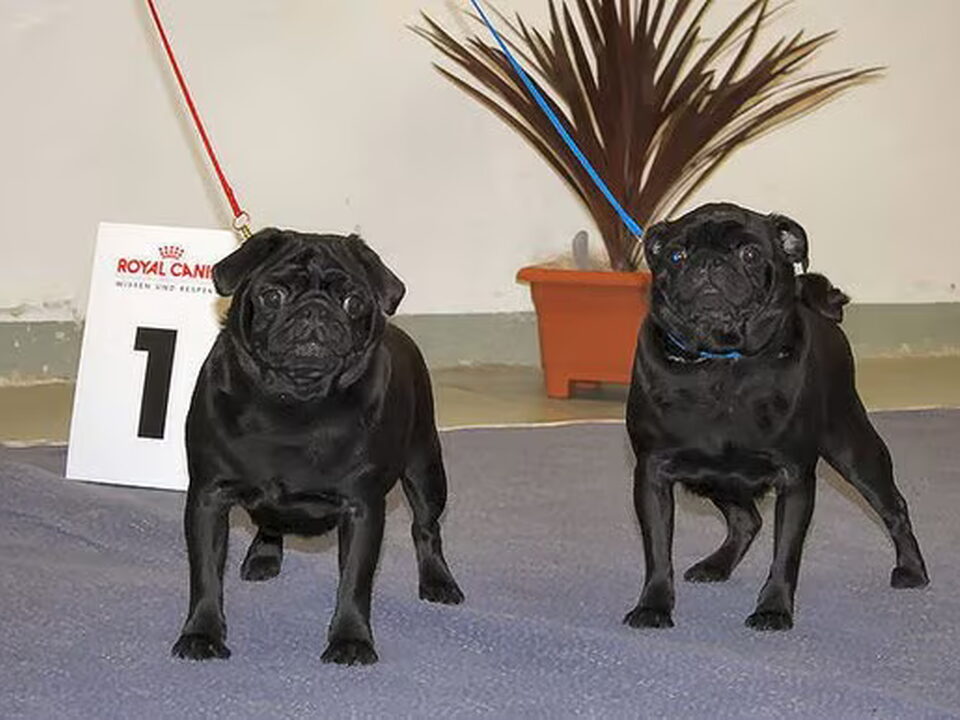 Foto van M Meijers kennel  V T Sint Floriedal