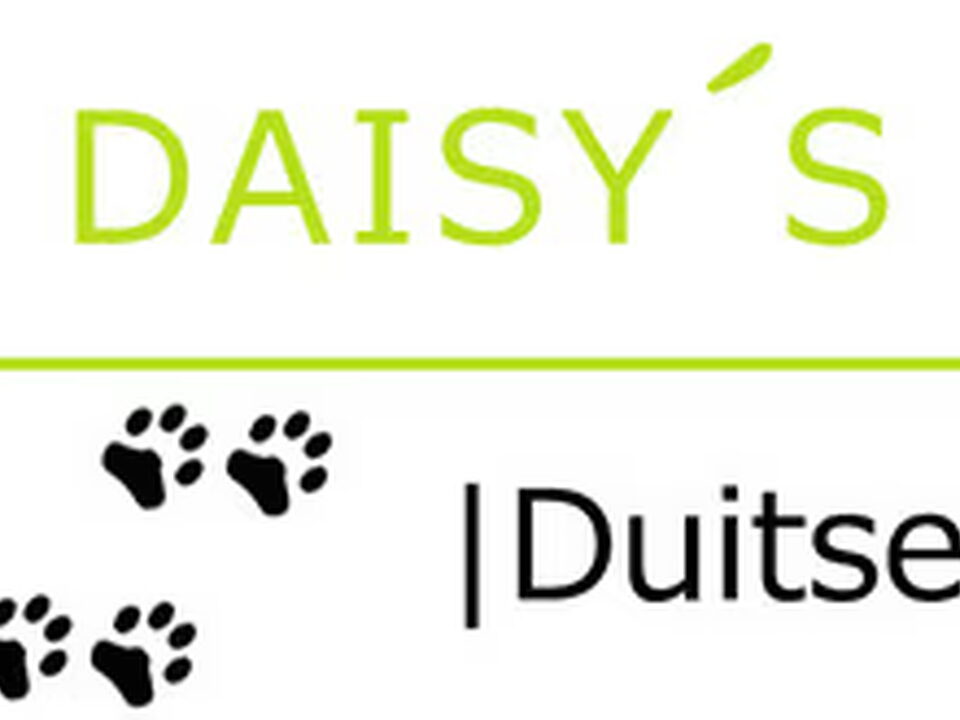 Foto van Daisy's Pride Duitse Pinschers