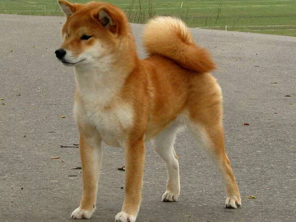 Foto van "Jaklho"