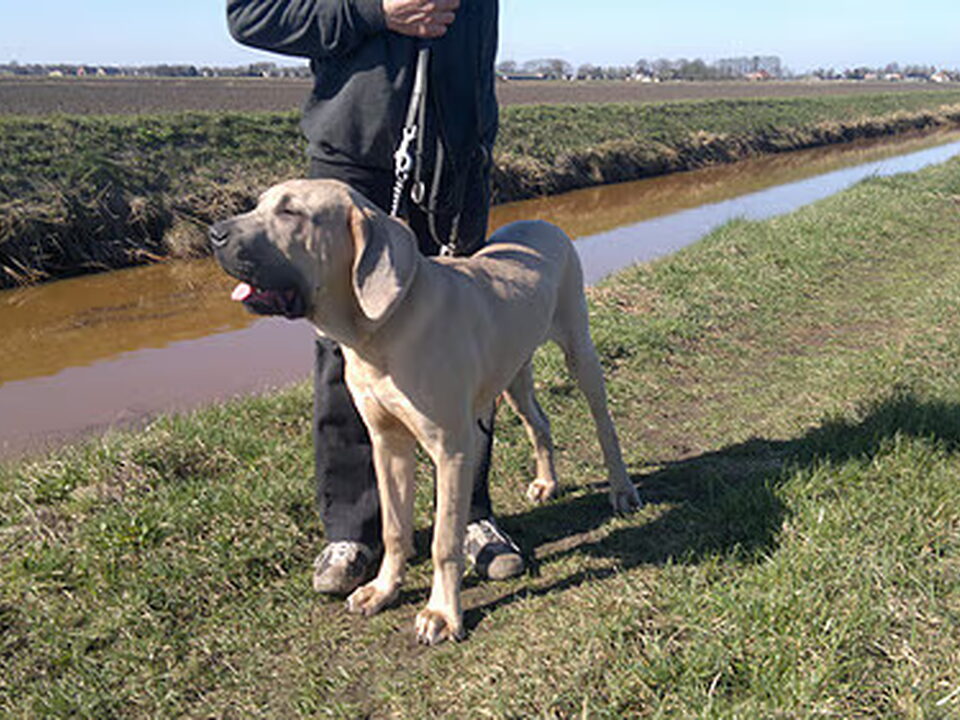 Foto van Fila Brasileiro Kennel Edmundo Holland