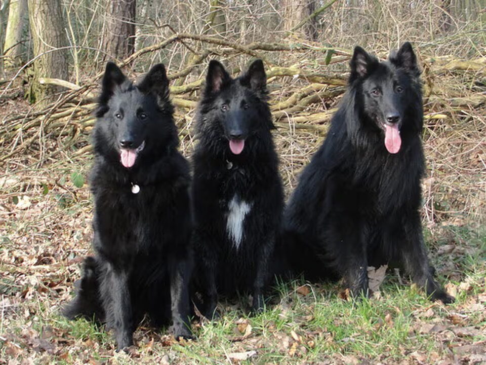 Foto van Groenendaelerkennel " My Black Favorite "