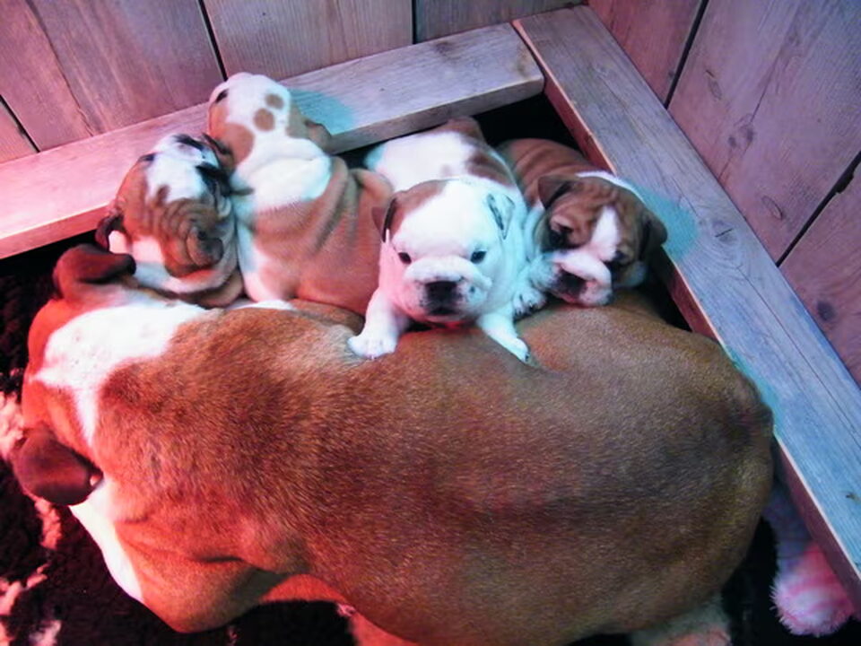 Foto van From-Bull-Eyes