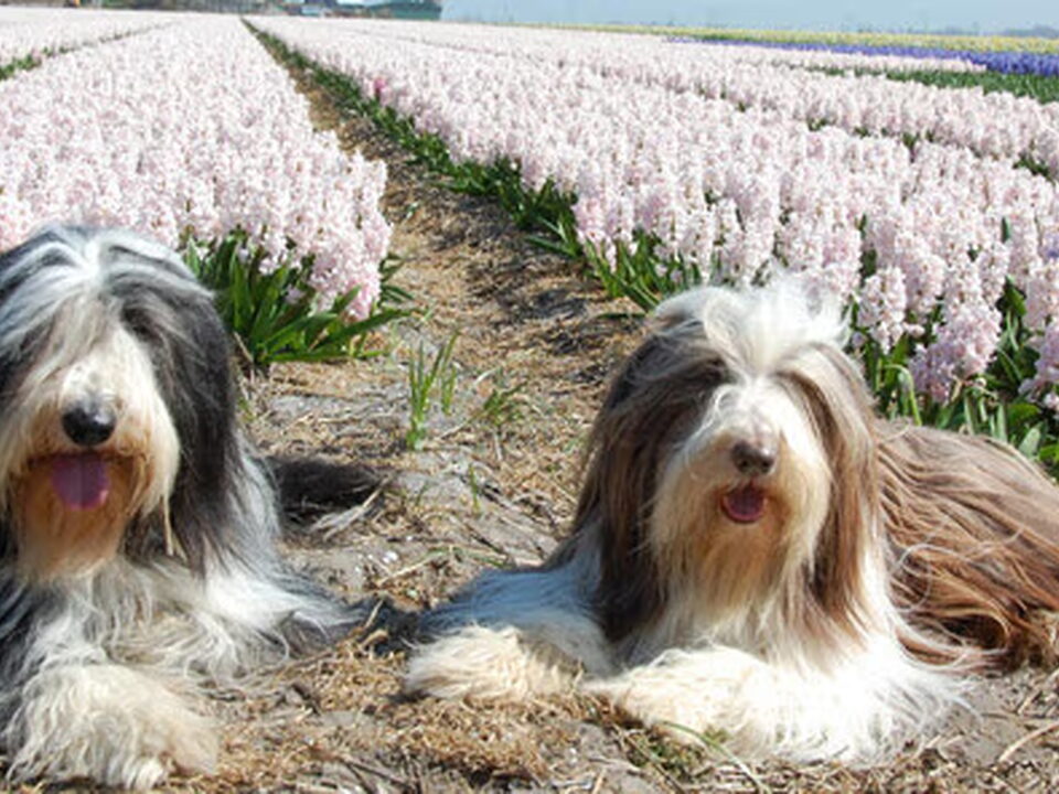 Foto van Heronsplace Bearded Collies