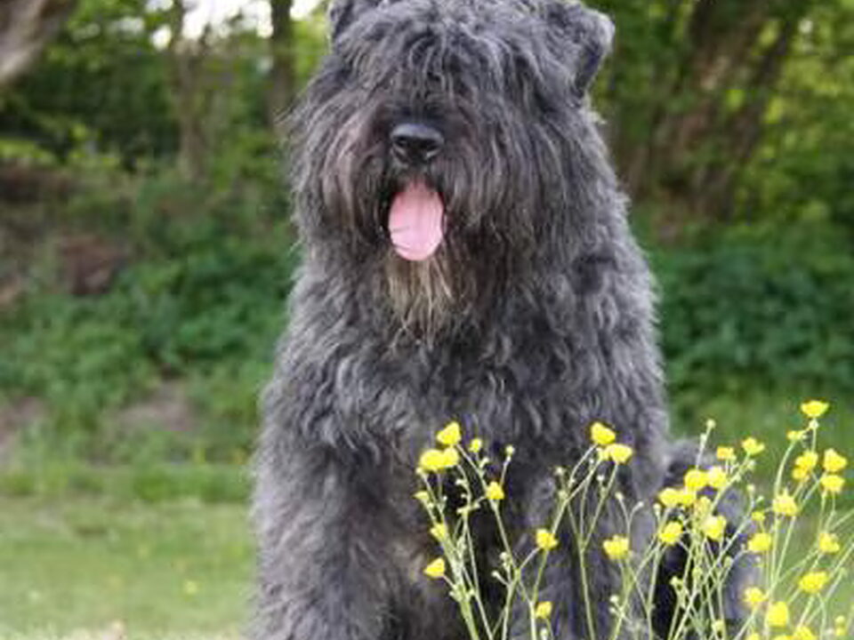 Foto van Black Mystic Legend     Bouvierliefhebbers