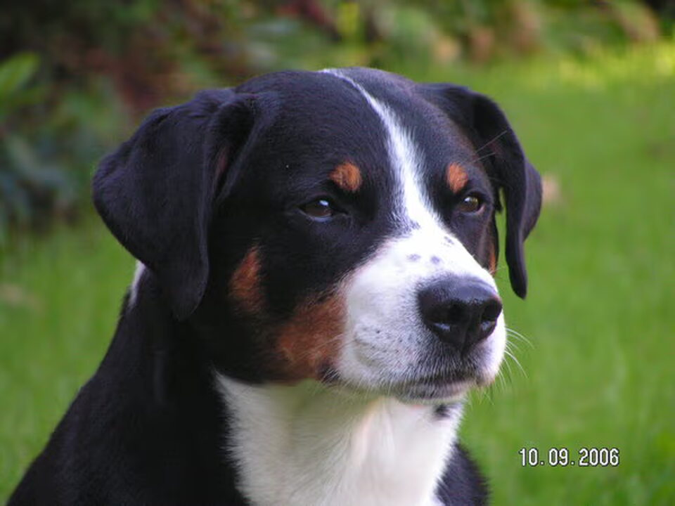 Appenzeller Sennenhond
