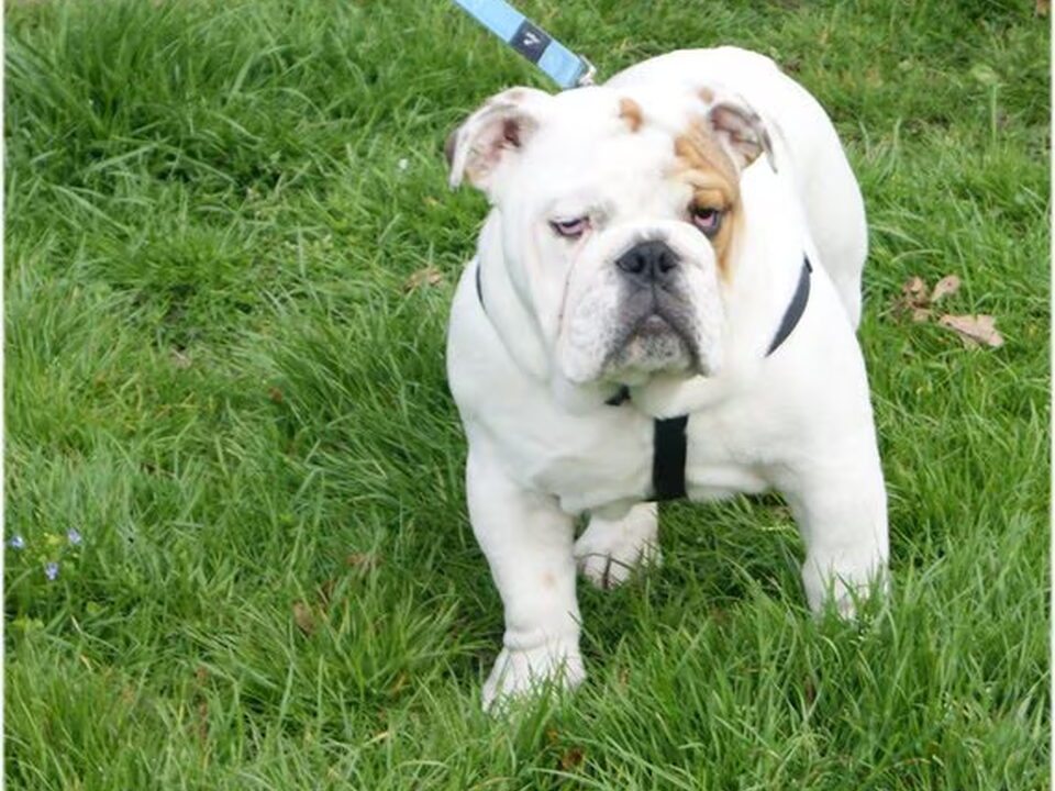 Foto van Jester`s Bulldogs
