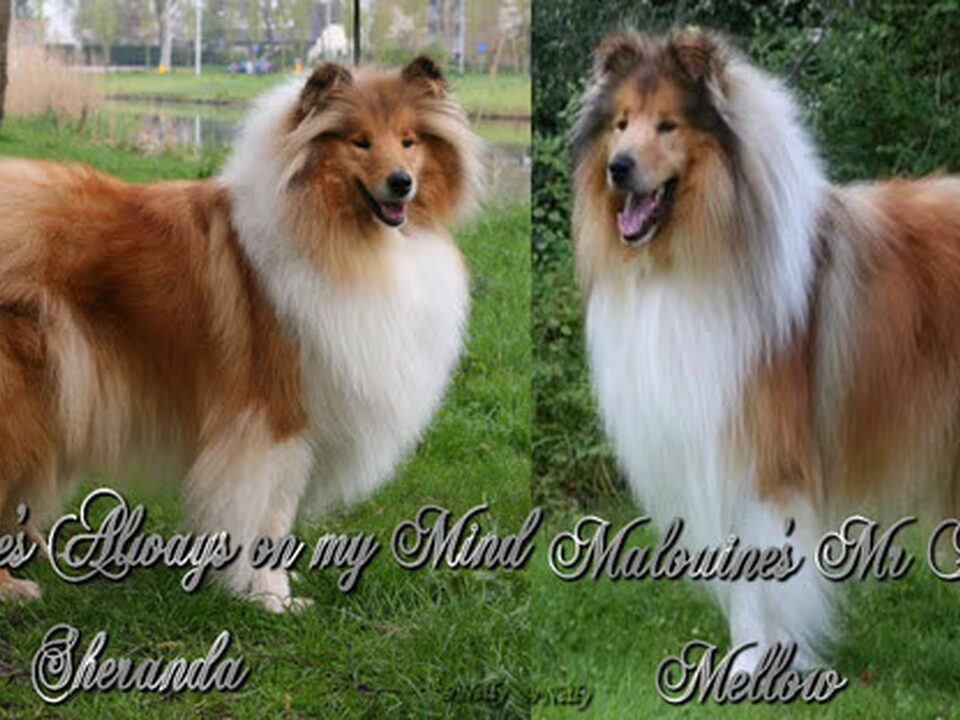 Foto van first collie love