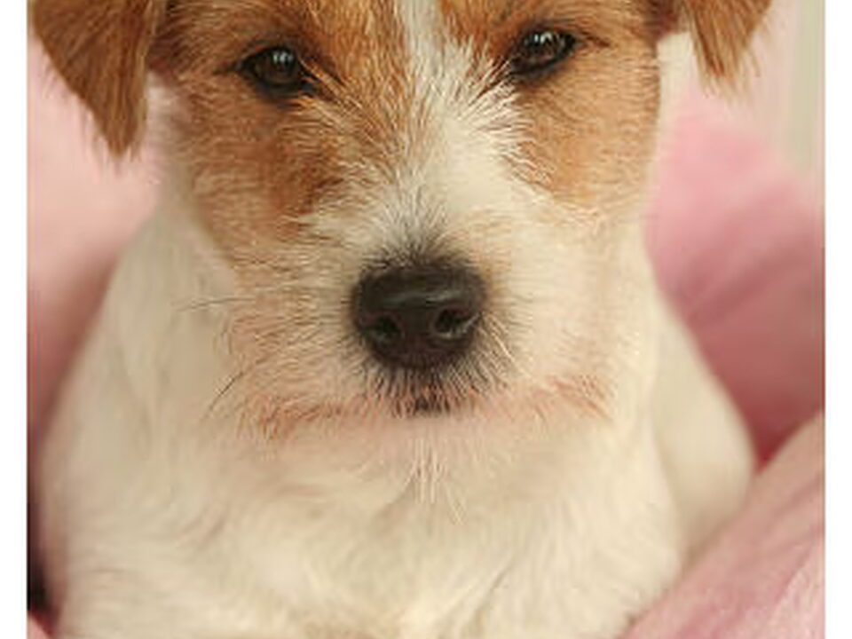 Foto van Hunters Pride, of the Jack Russell Terriers