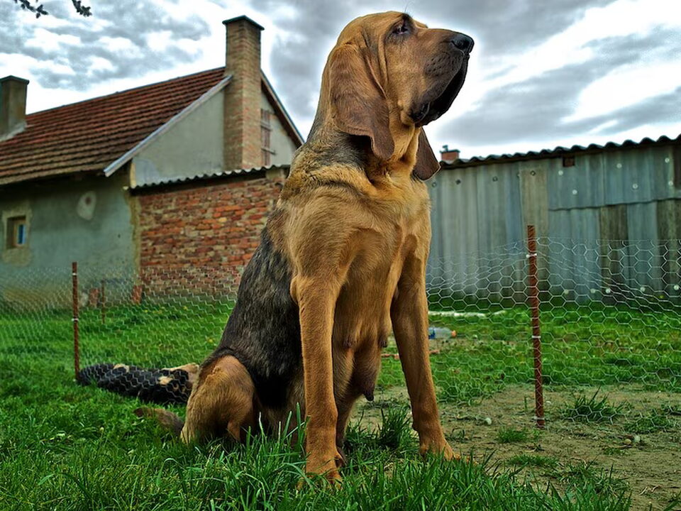 Foto van OF Joyful Happiness - Bloodhounds