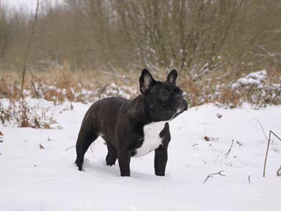 Foto van De bullensteeg
