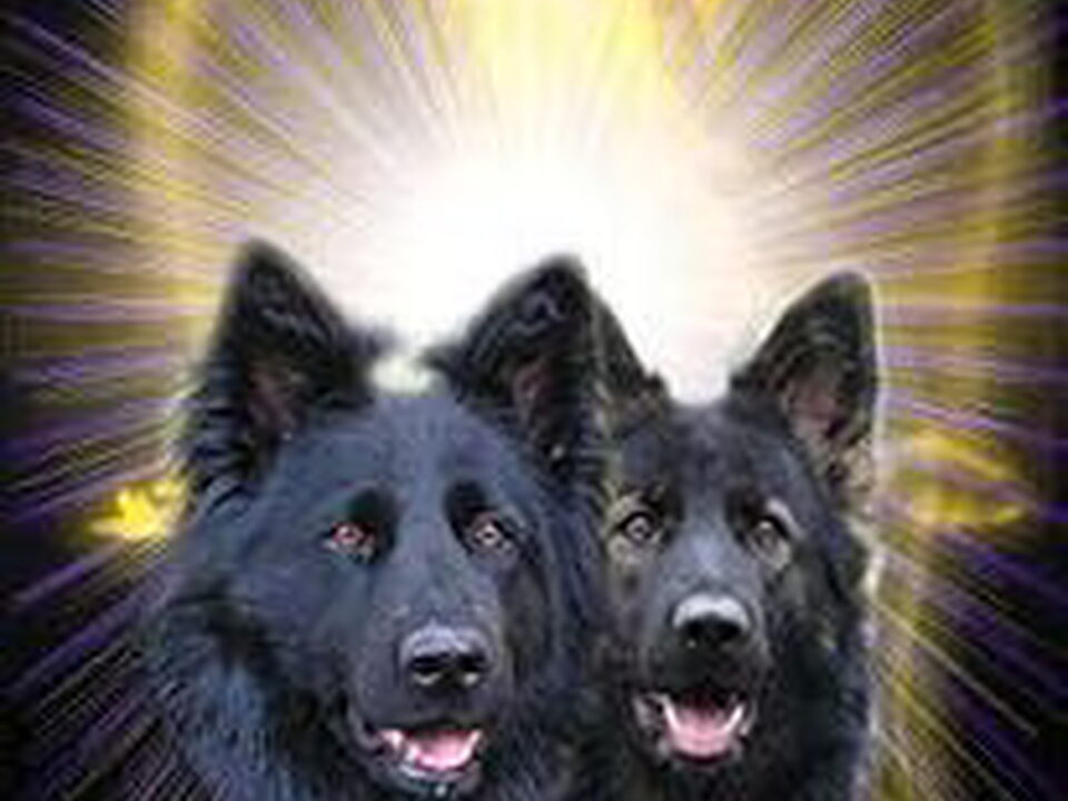 Foto van Angel of Wassenaer, ODH Kennel