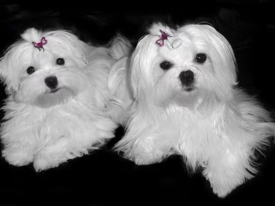 Foto van Maltezerkennel the Dinky Diamonds