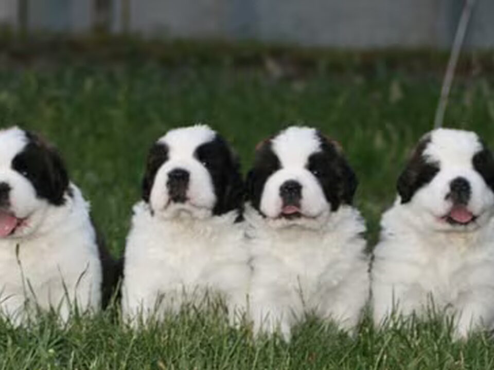 Foto van Sint Bernard kennel Tasunka