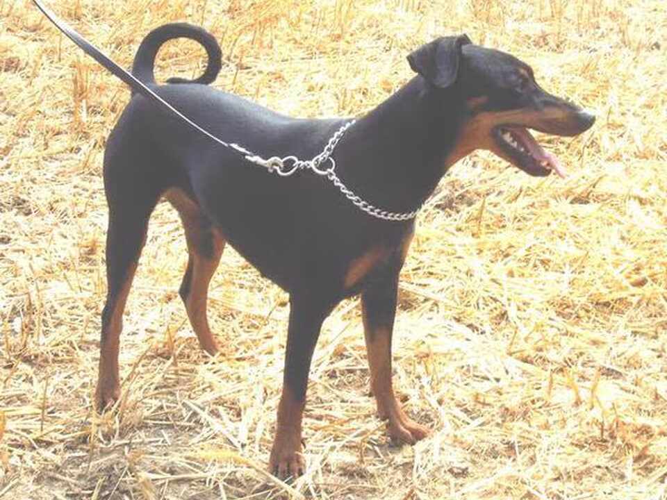 Foto van DON ANGILLES