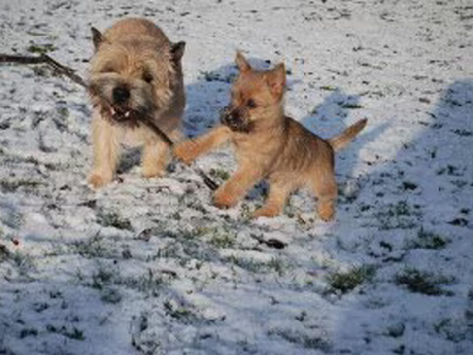 Foto van Red Creek Rebels Cairn Terriers