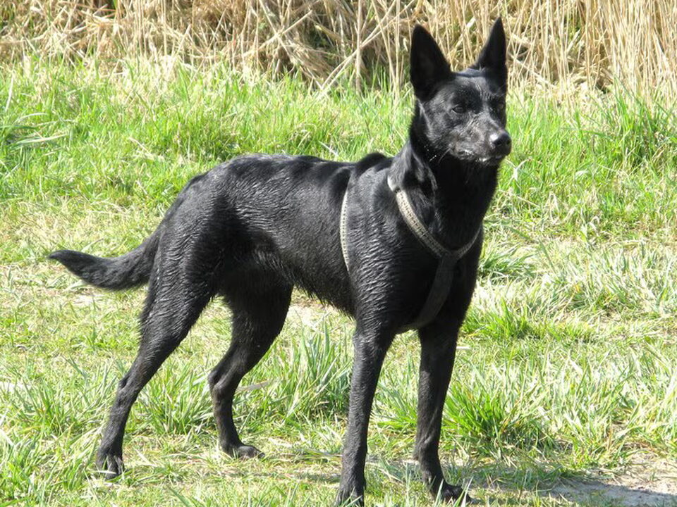Foto van Australische Kelpie