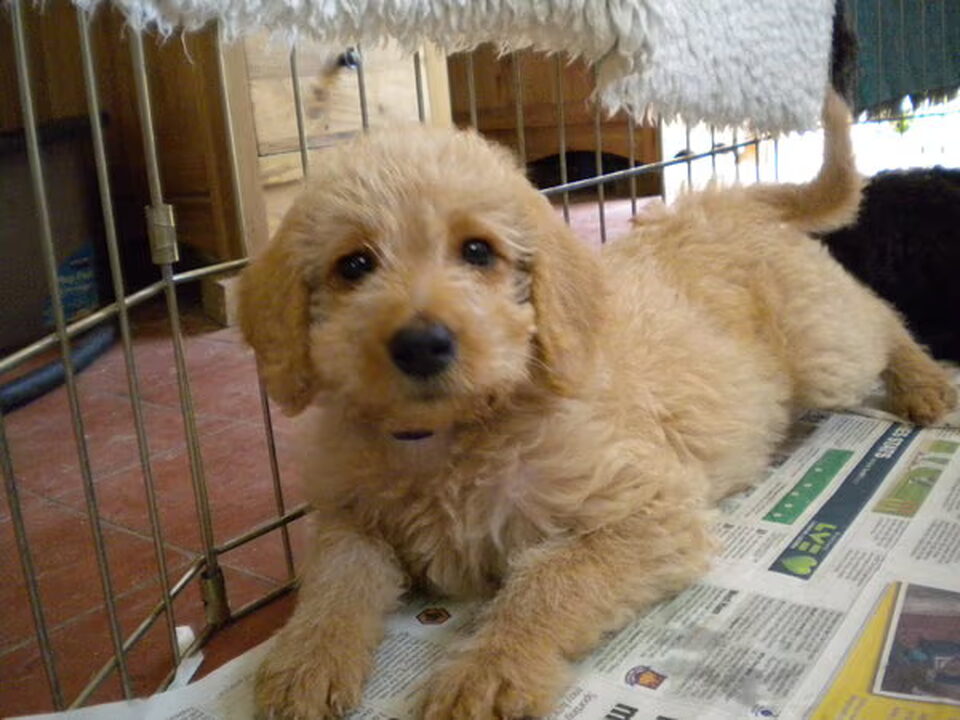 Foto van Labradoodle pups, Kennemer Doodles