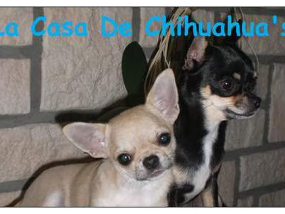 Foto van La Casa De Chihuahua's