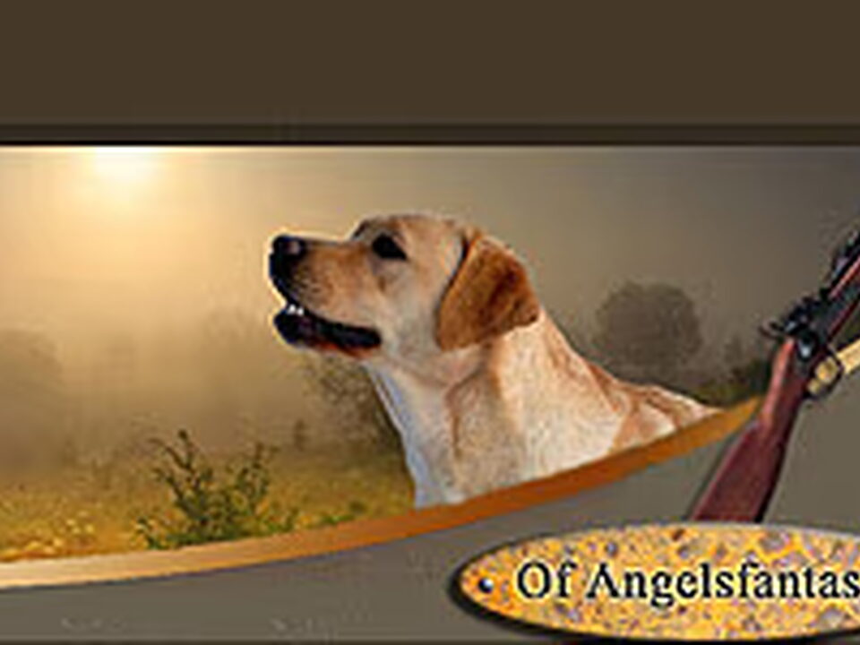 Foto van Angelsfantasy