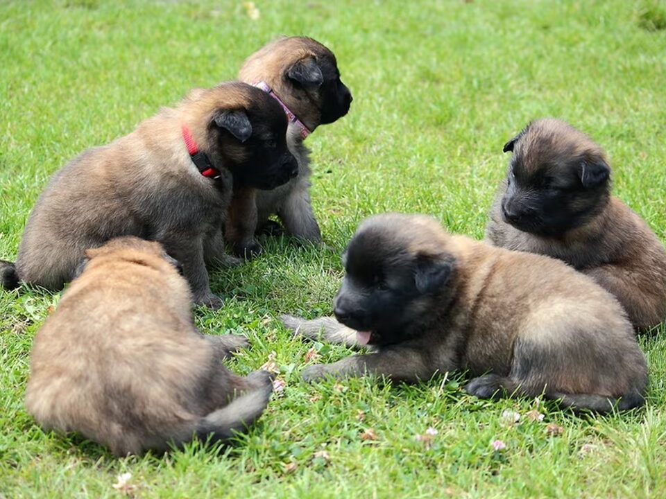 Pups van of Hakinkas Home