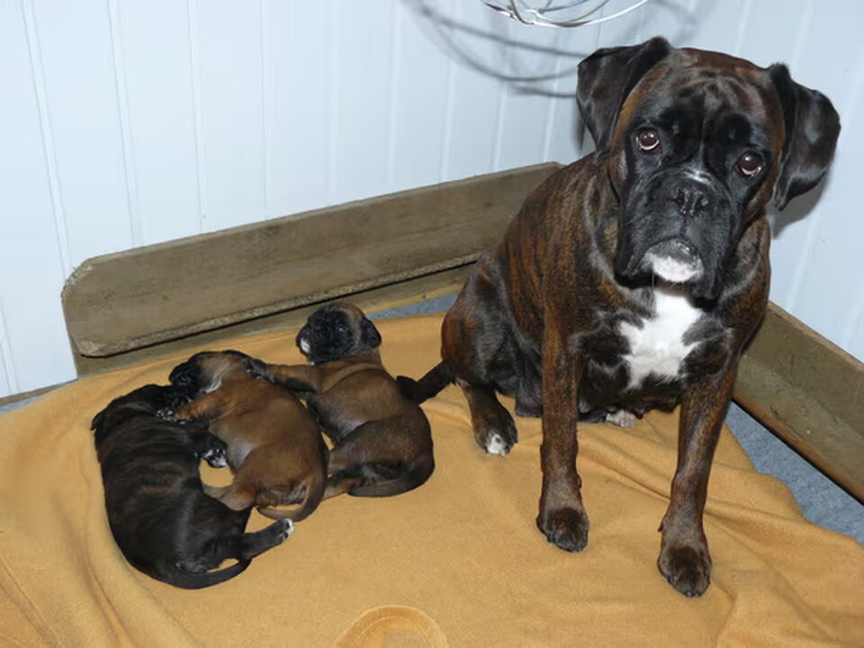 Pups van Gasha's hof