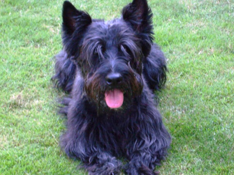 Schotse Terrier
