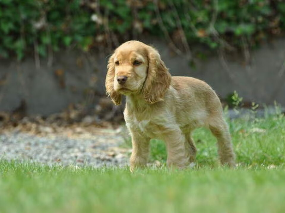 Pups van Secret of Love