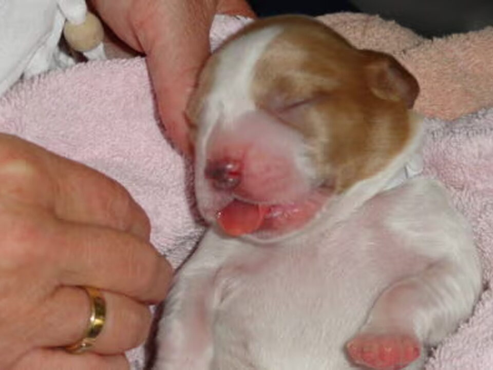 Foto van Of The New Born Beauty's