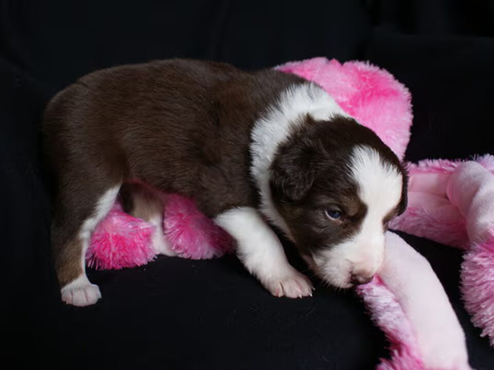 Pups van Eye of O`Shaydee Border Collies