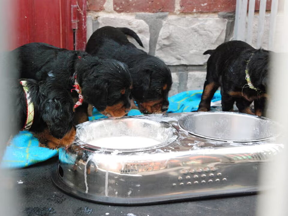 Pups van gordon setter from the grazing land