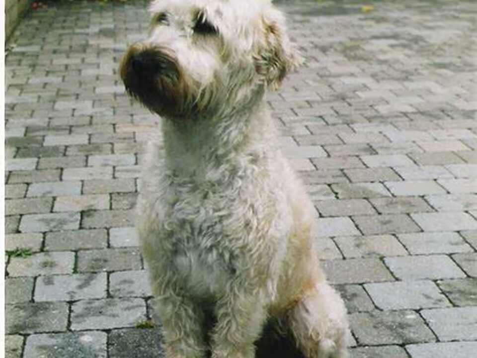 Irish Softcoated Wheaten Terriër